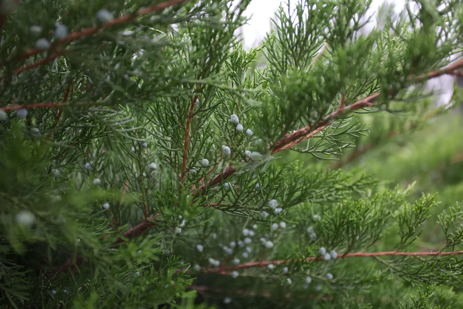 Pfitzer Juniper (Juniperus X 'Pfitzeriana') — Low maintenance and drought tolerant; providing year-round interest and excellent ground coverage in USDA zones 4
