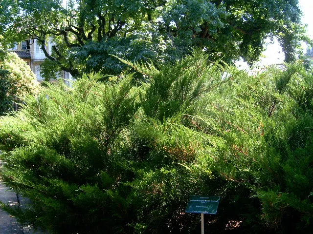 Pfitzer Juniper (Juniperus X 'Pfitzeriana') — The plant sports an attractive; evergreen shrub with a graceful spreading form