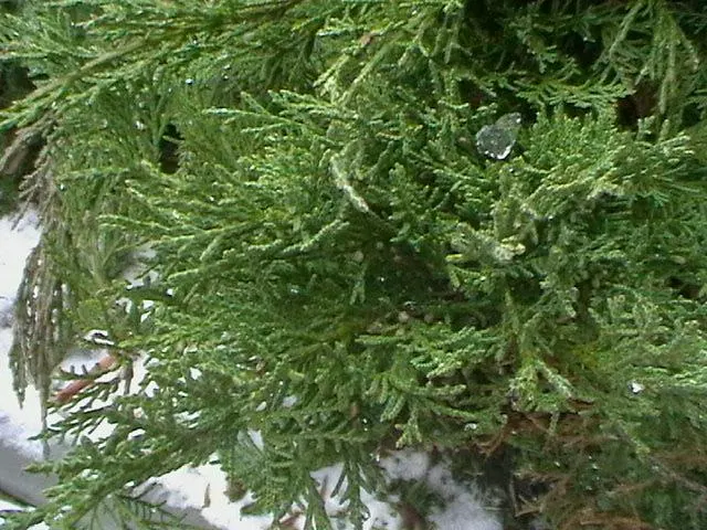 Pfitzer Juniper (Juniperus X 'Pfitzeriana') — evergreen shrub with a graceful spreading form