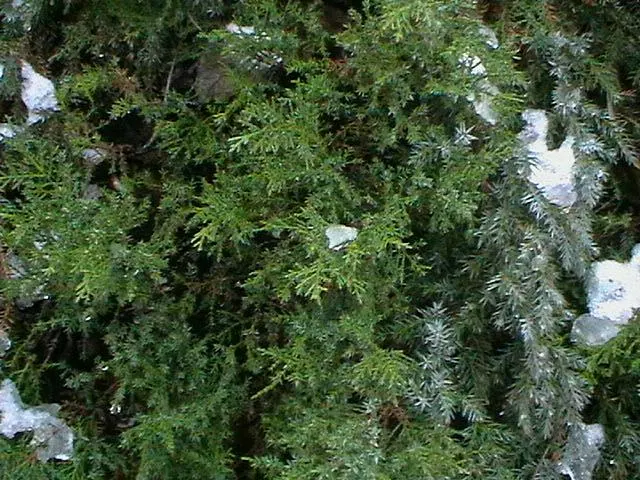 Pfitzer Juniper (Juniperus X 'Pfitzeriana') — The Pfitzer Juniper (Juniperus x 'Pfitzeriana') is a robust; its dense, feathery foliage is a vibrant green with