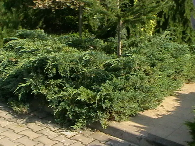 Pfitzer Juniper (Juniperus X 'Pfitzeriana') — but it is also a hardy trooper