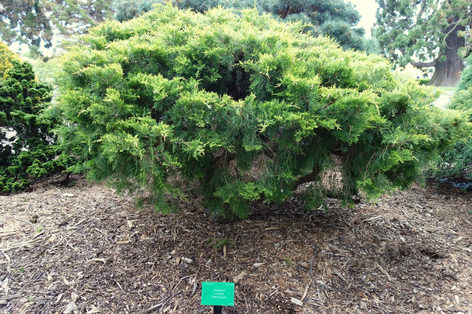 Pfitzer Juniper (Juniperus X 'Pfitzeriana') — providing an extensive coverage that is ideal for use as a ground cover