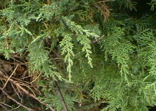 Pfitzer Juniper (Juniperus X 'Pfitzeriana') — providing year-round interest and excellent ground coverage in USDA zones 4 through 9