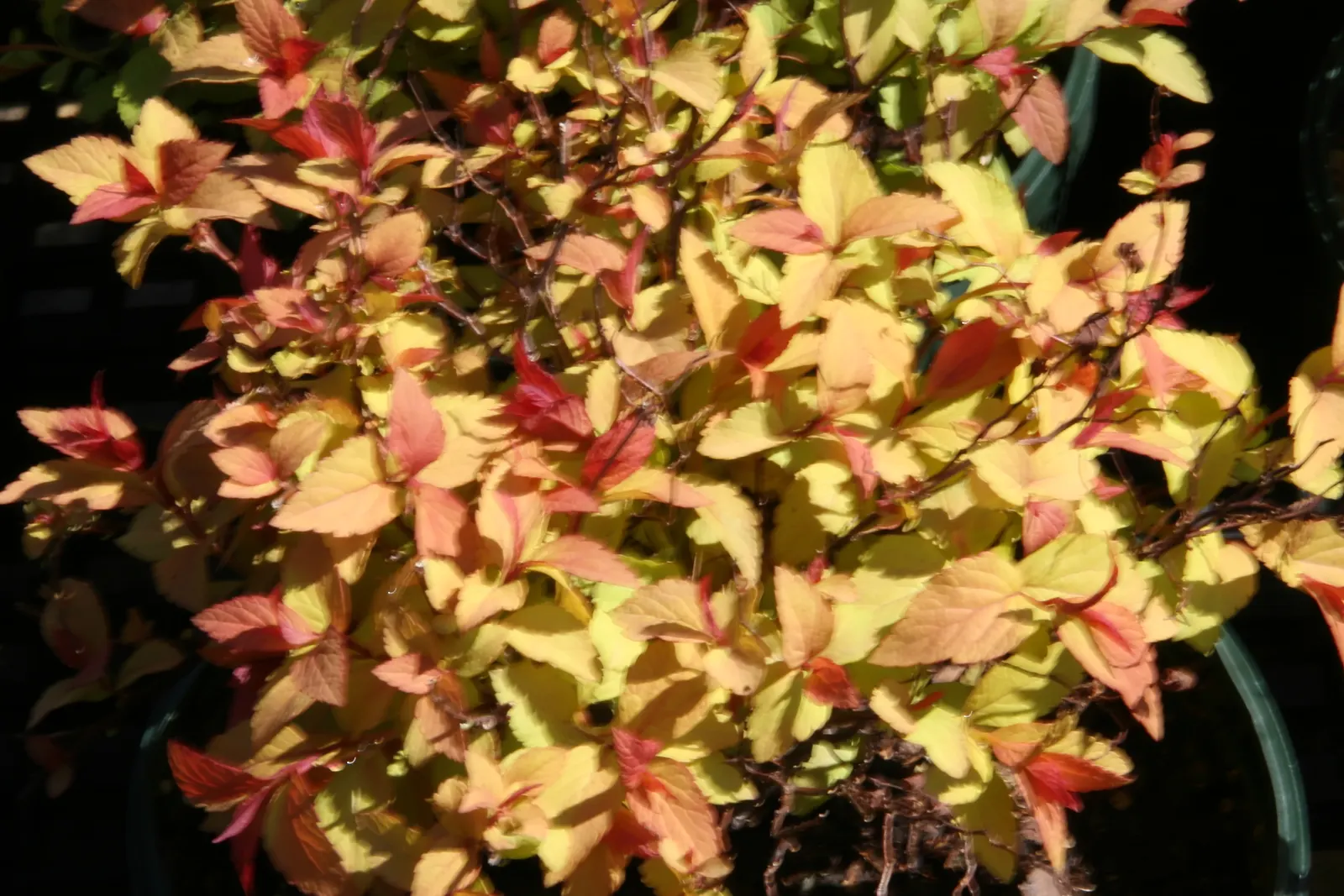 Gold Flame Spirea (Spiraea Japonica 'Goldflame') — In summer, clusters of deep pink flowers bloom, attracting pollinators