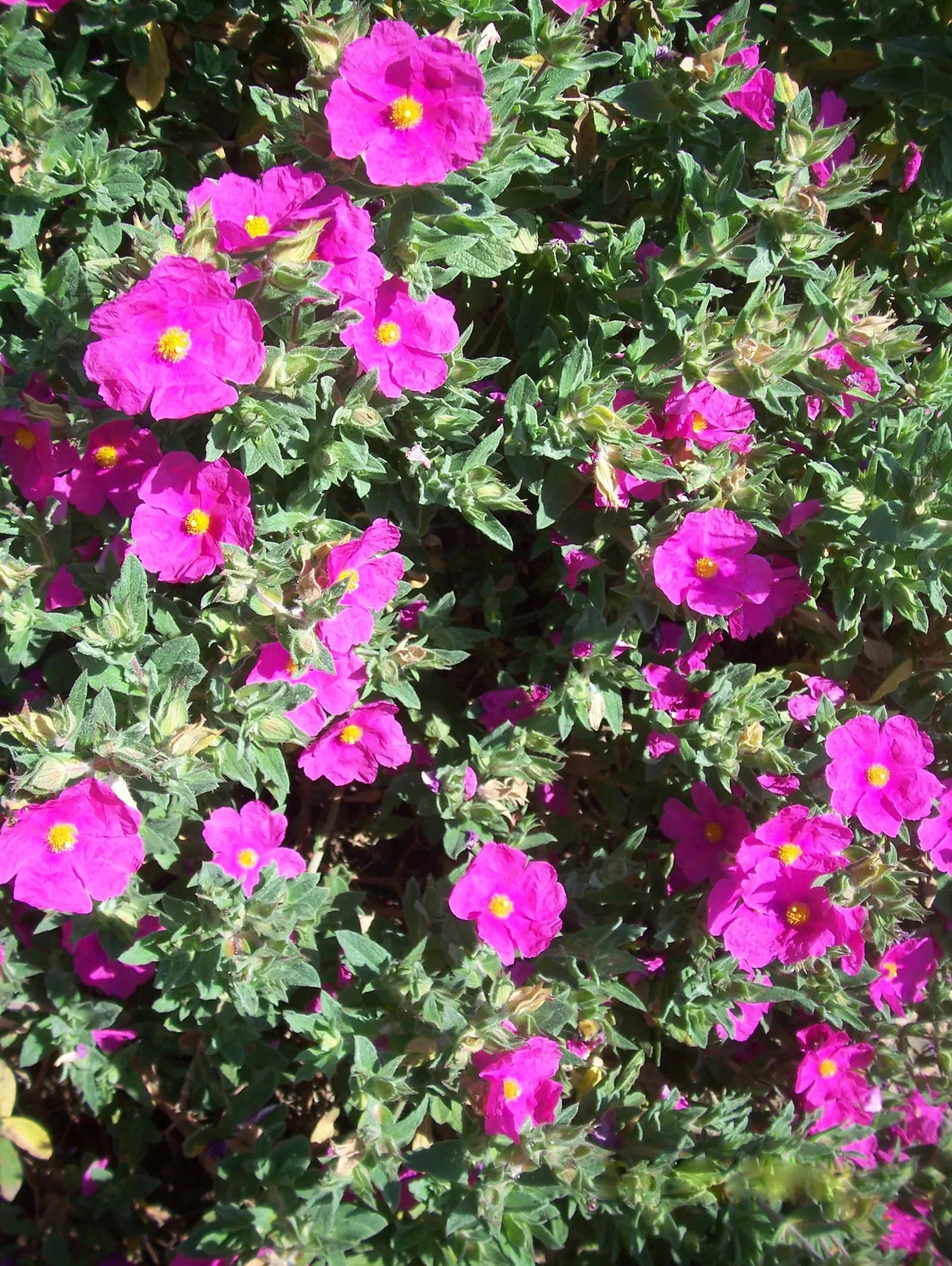 Sunset Rockrose (Cistus 'Sunset') — It thrives in full sun, reaching 2-3 feet in height with a 4-5 feet spread