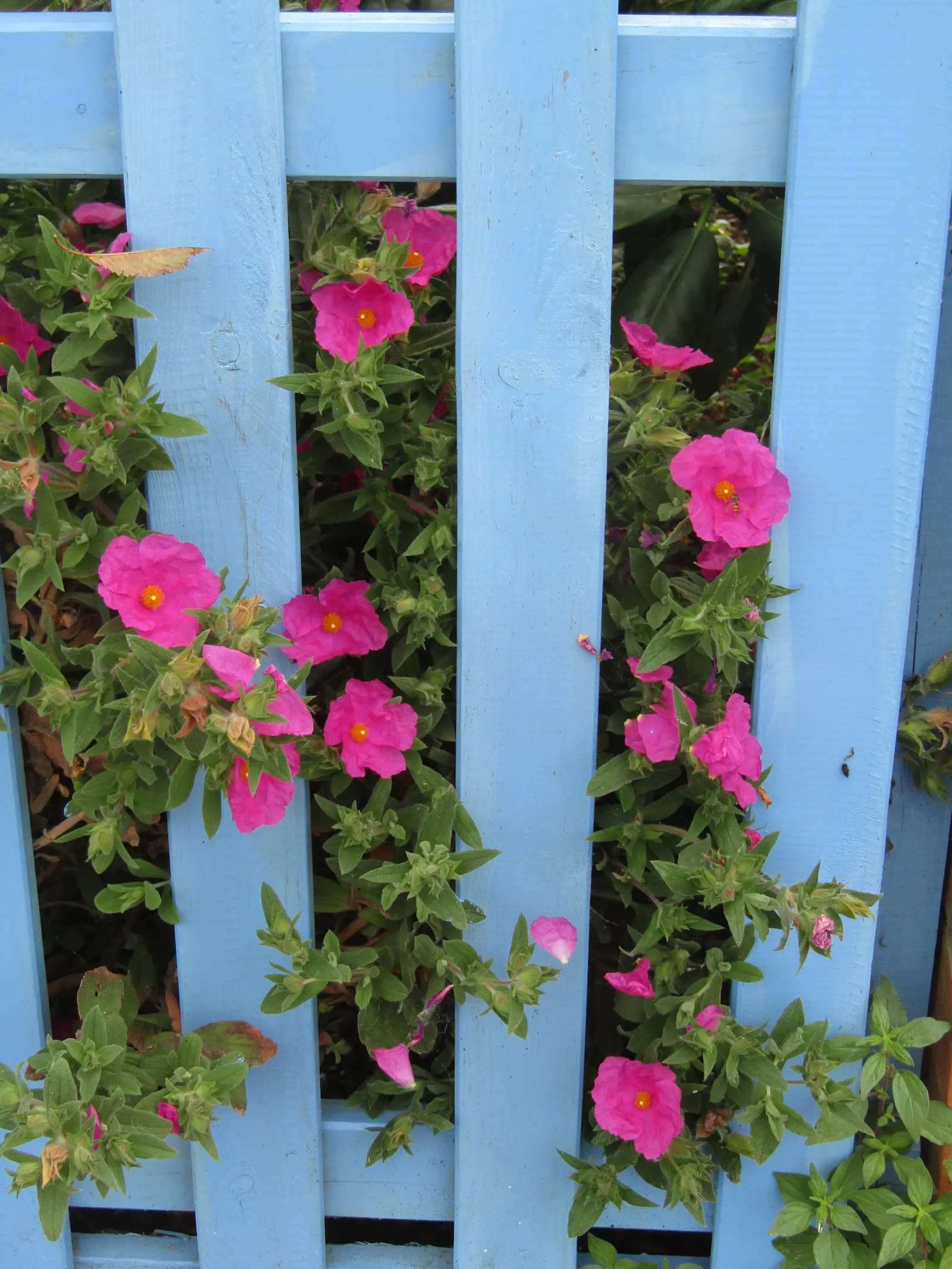 Sunset Rockrose (Cistus 'Sunset') — The Sunset Rockrose, Cistus 'Sunset,' is a robust, evergreen shrub