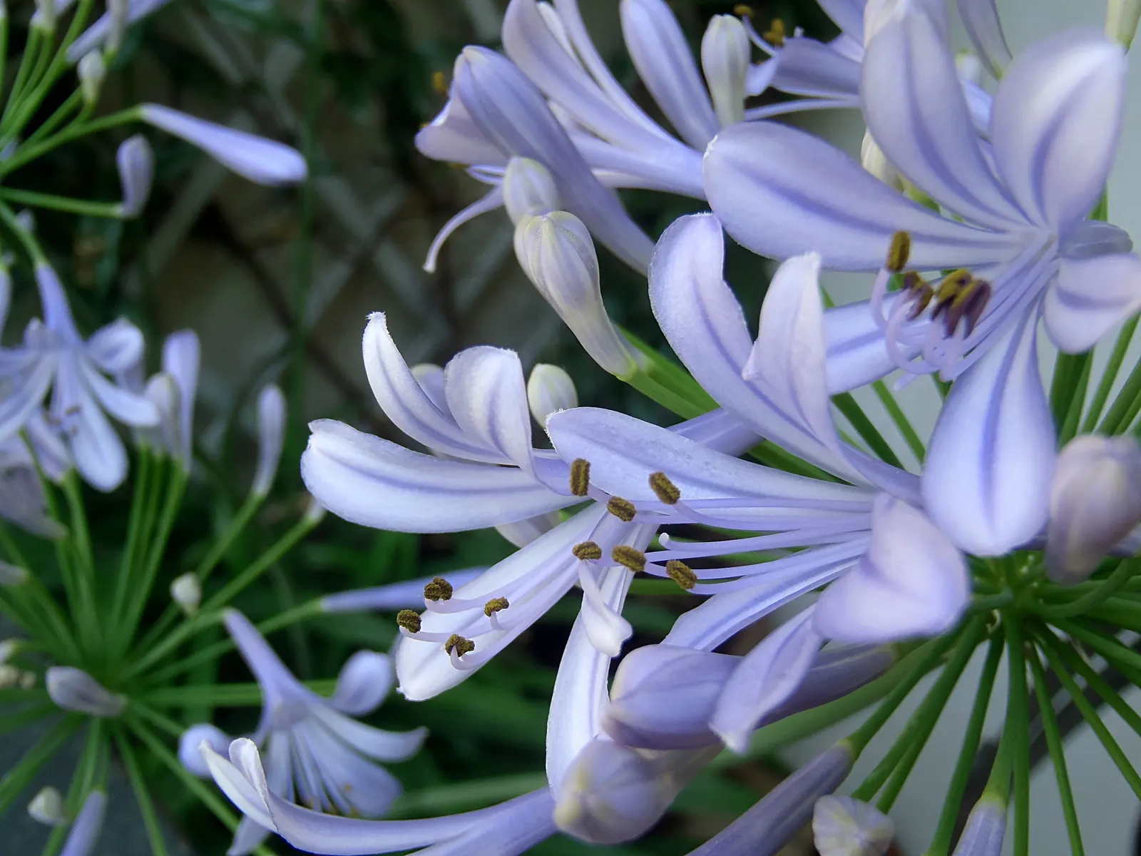 Lily Of The Nile (Agapanthus Praecox Orientalis) — this species truly captivates with its striking; ideal for borders and container planting, image 101