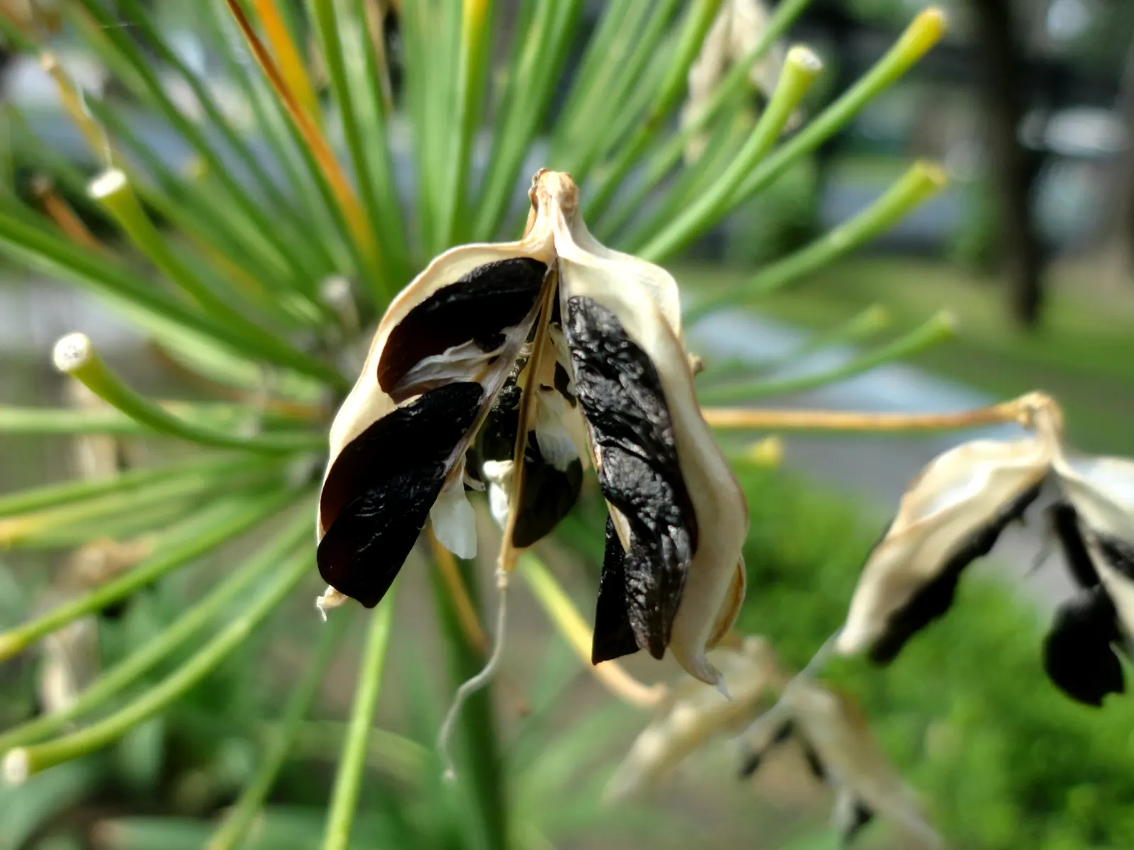 Lily Of The Nile (Agapanthus Praecox Orientalis) — can span up to 6 inches across and rise up to 4 feet tall; ground cover / perennial for full or, image 104