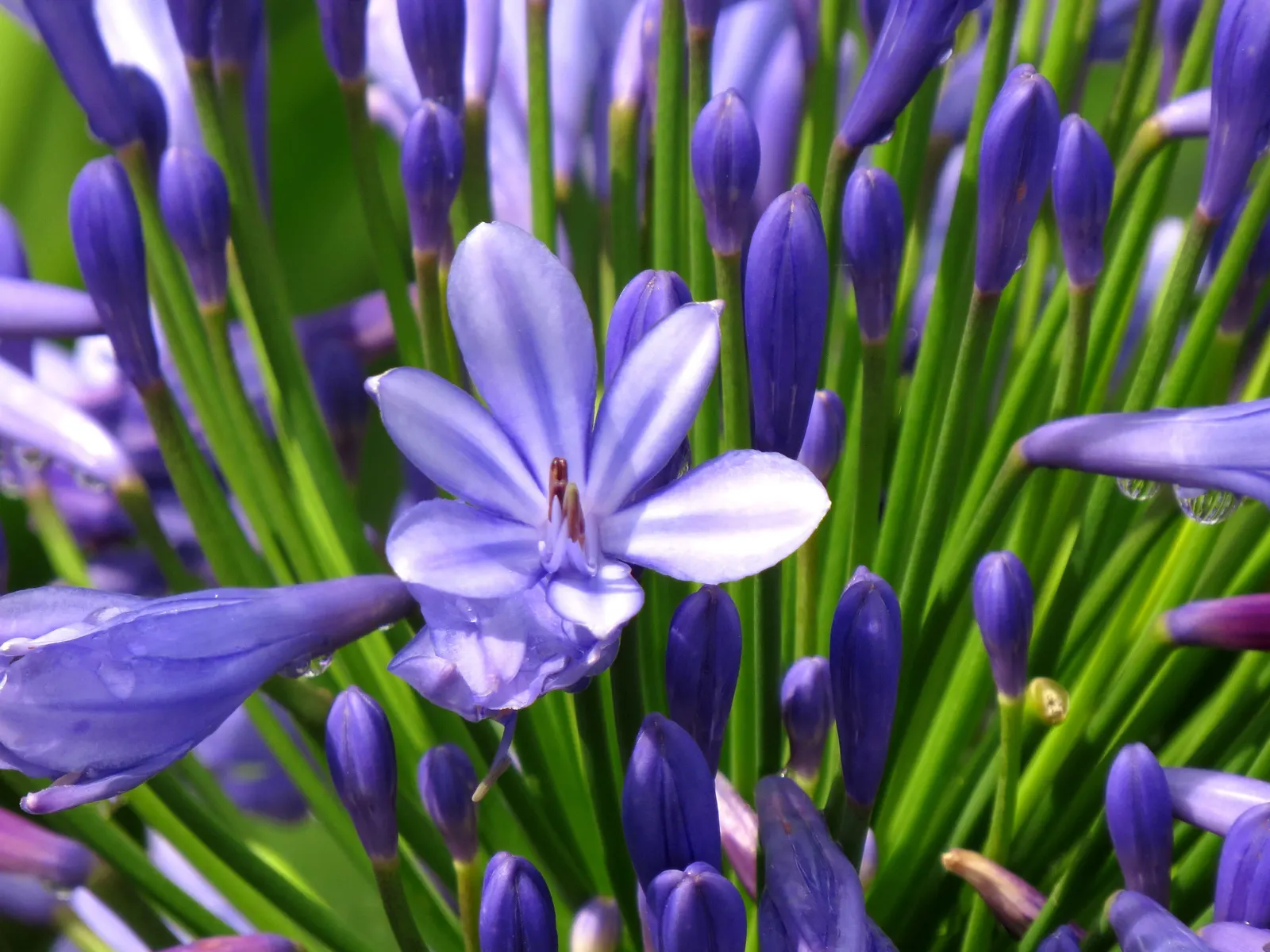 Lily Of The Nile (Agapanthus Praecox Orientalis) — Fertilize annually in the spring with a balanced; thriving in full sun to partial shade, image 109