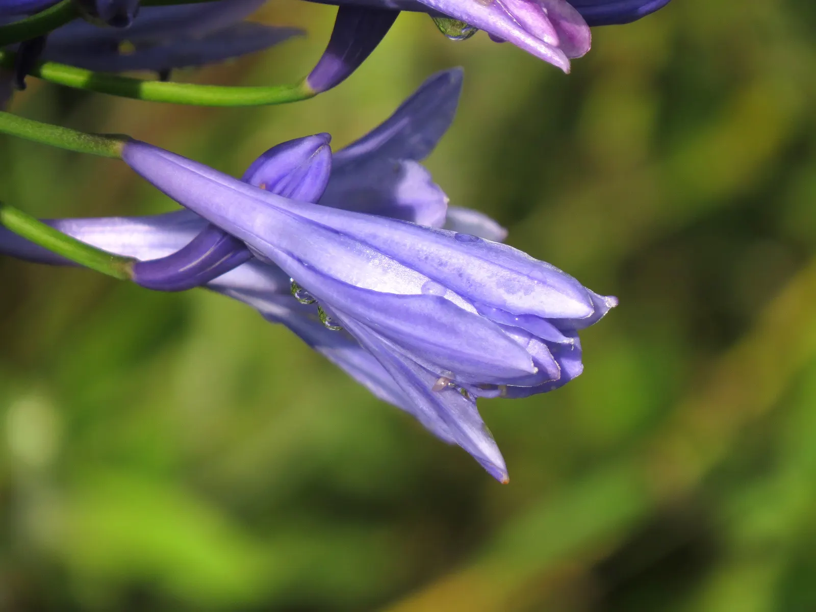 Lily Of The Nile (Agapanthus Praecox Orientalis) — blue to violet flowers on stalks reaching up to 4 feet tall
