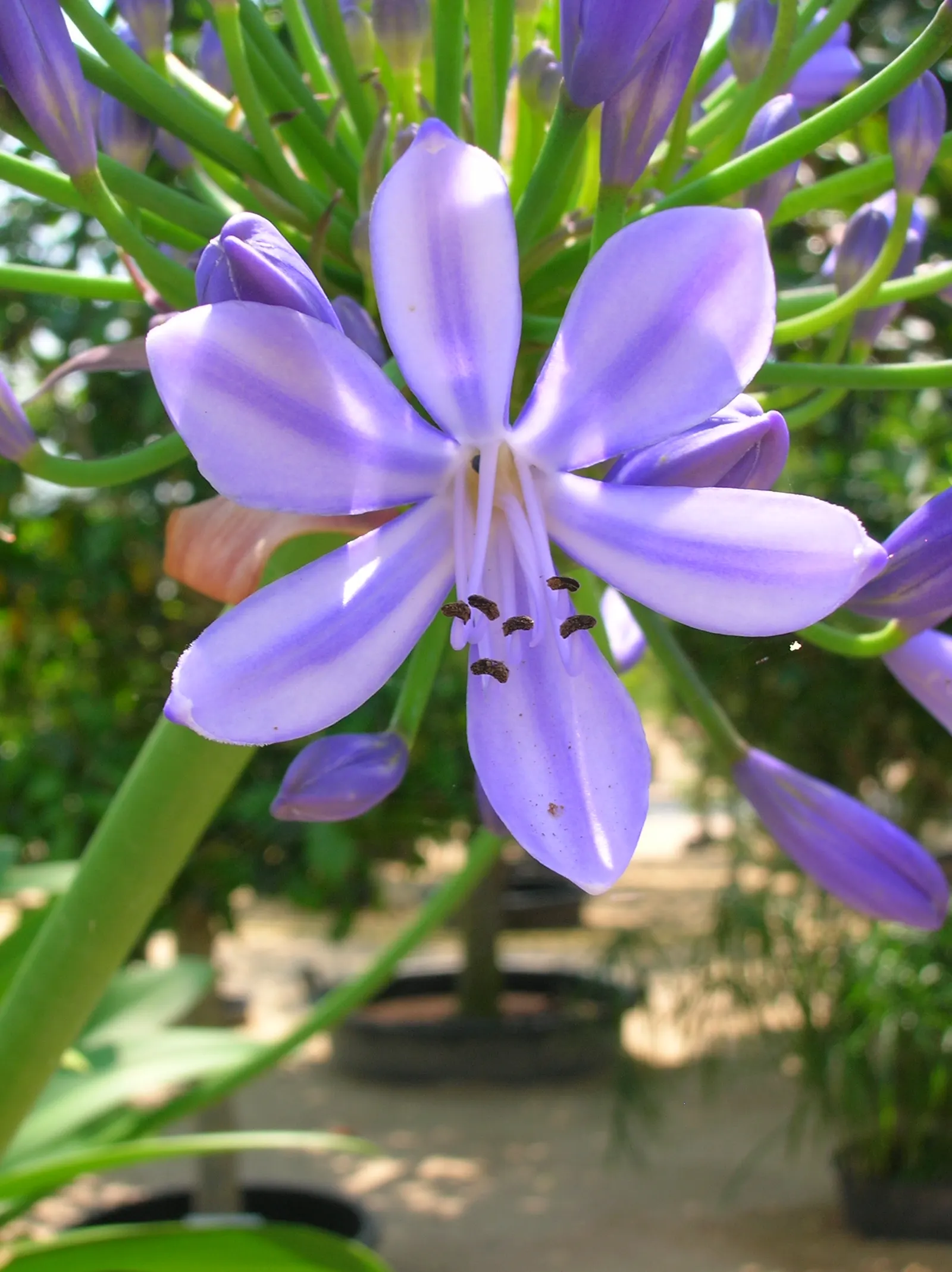Lily Of The Nile (Agapanthus Praecox Orientalis) — can span up to 6 inches across and rise up to 4 feet tall; ground cover / perennial for full or, image 75