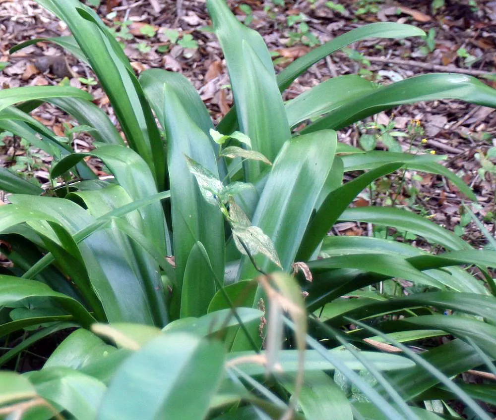 Lily Of The Nile (Agapanthus Praecox Orientalis) — blue to violet flowers on stalks reaching up to 4 feet tall; strap-shaped leaves up to 2 feet, image 121