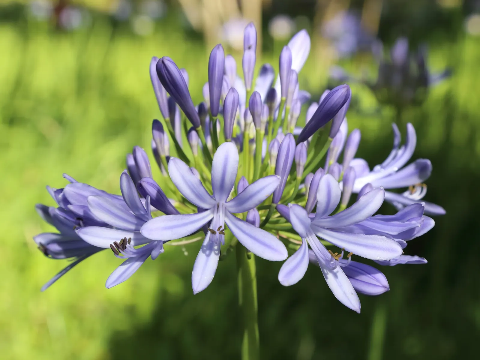 Lily Of The Nile (Agapanthus Praecox Orientalis) — Ideal for borders and container planting; where it will attract butterflies and add dramatic height