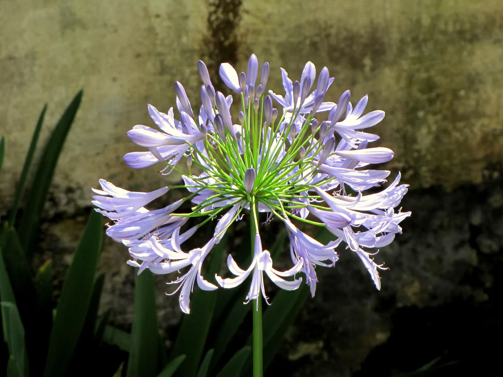 Lily Of The Nile (Agapanthus Praecox Orientalis) — often a vibrant shade of blue or purple