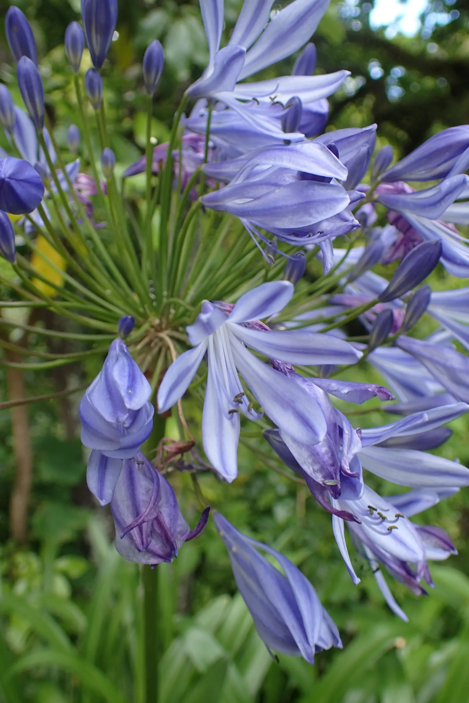 Lily Of The Nile (Agapanthus Praecox Orientalis) — commonly known as Lily of the Nile; it showcases globular clusters of trumpet-shaped, image 59