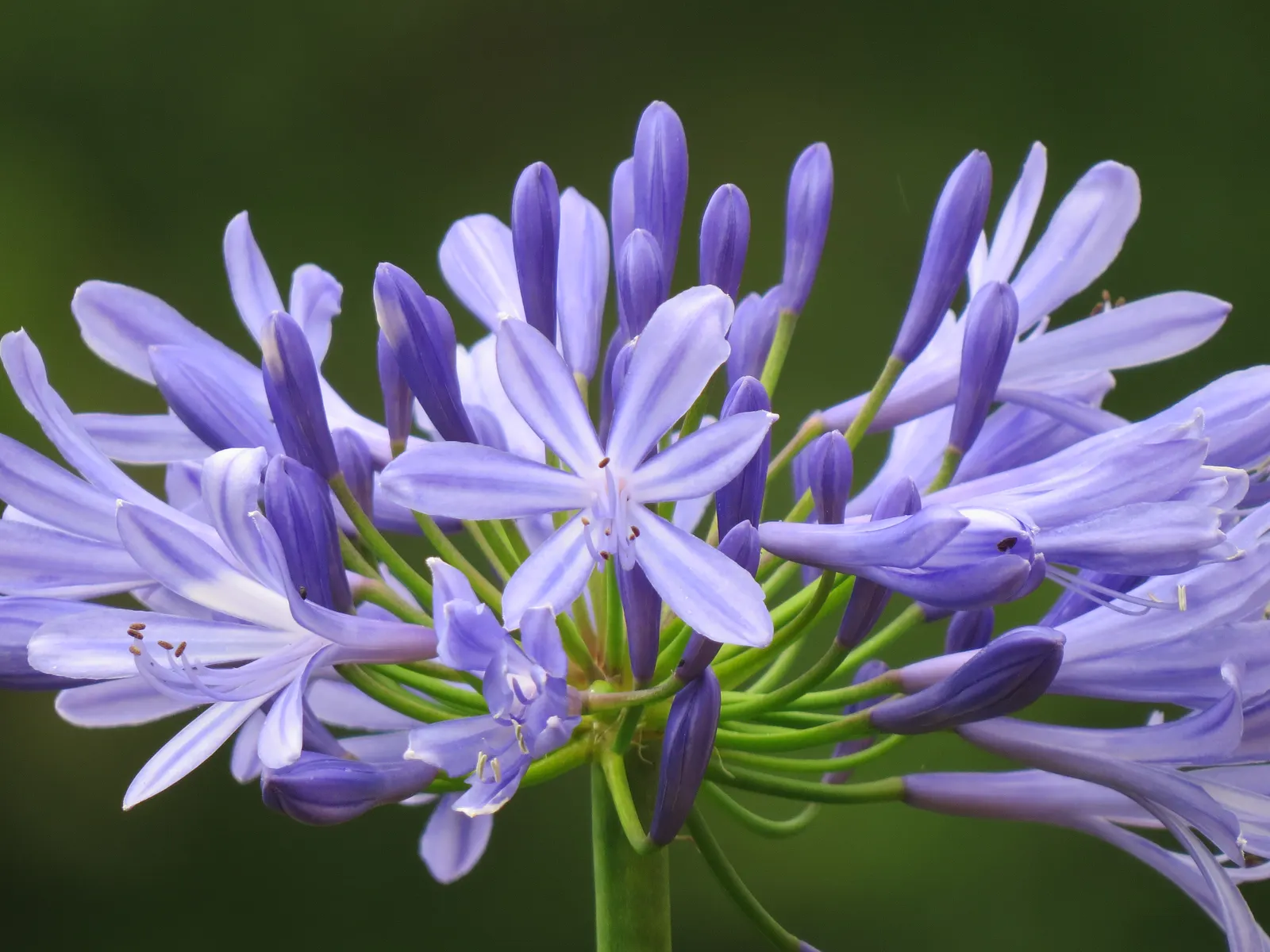 Lily Of The Nile (Agapanthus Praecox Orientalis) — Hardy in Zones 8-10, this plant demands well-drained soil and moderate water, with reduced winter watering