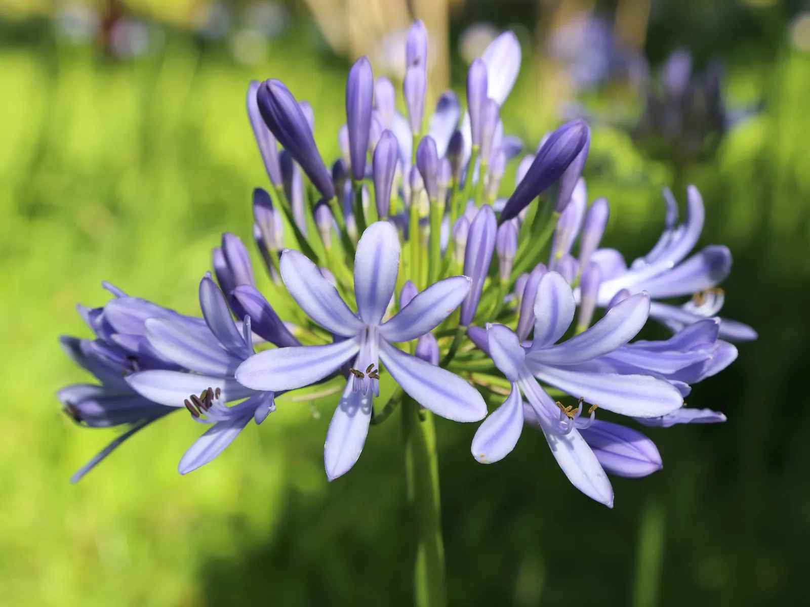 Lily Of The Nile (Agapanthus Praecox Orientalis) — commonly known as Lily of the Nile; it showcases globular clusters of trumpet-shaped, image 117