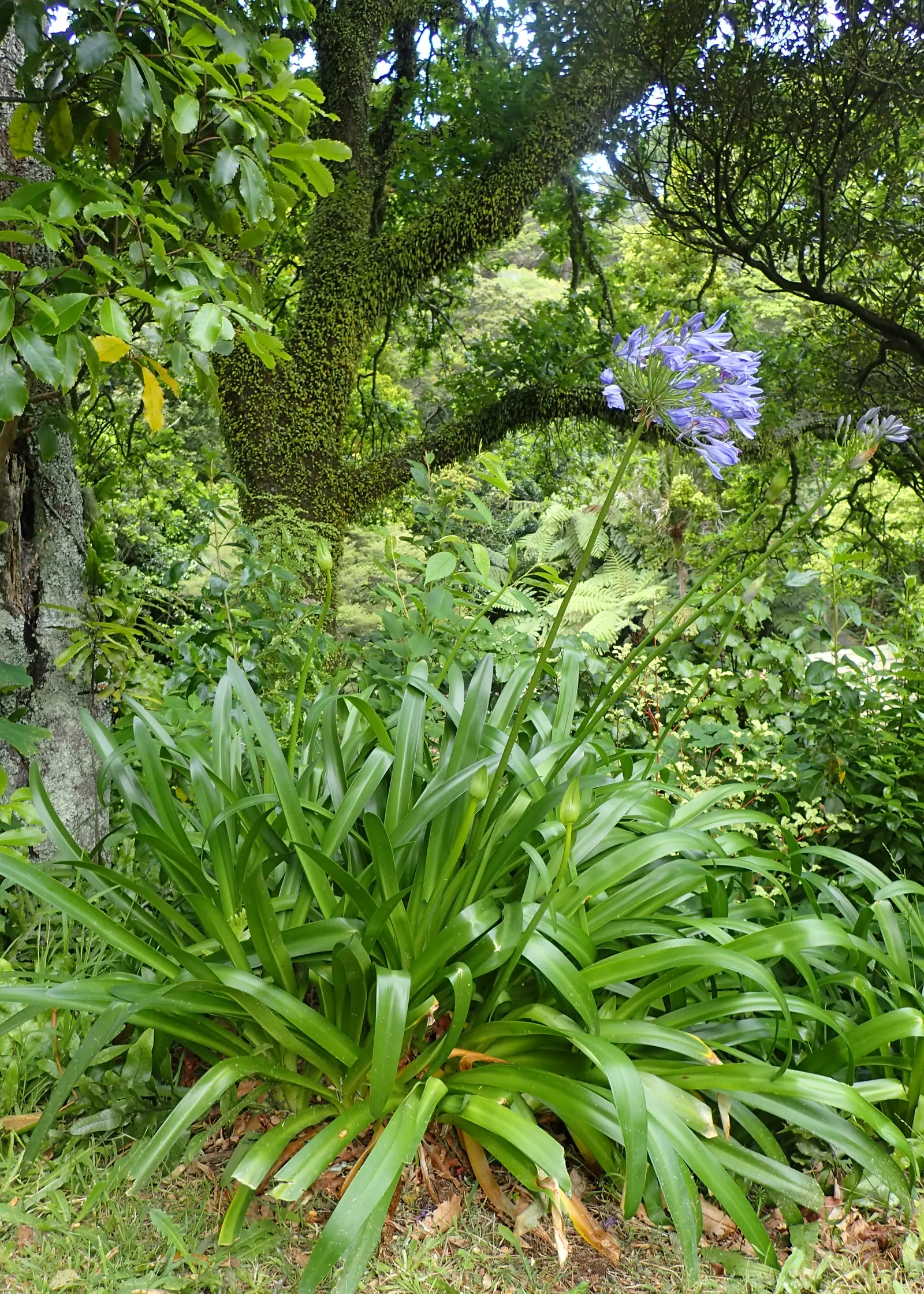 Lily Of The Nile (Agapanthus Praecox Orientalis) — is a perennial boasting lush; the Lily of the Nile should be allotted ample space in the garden, image 60