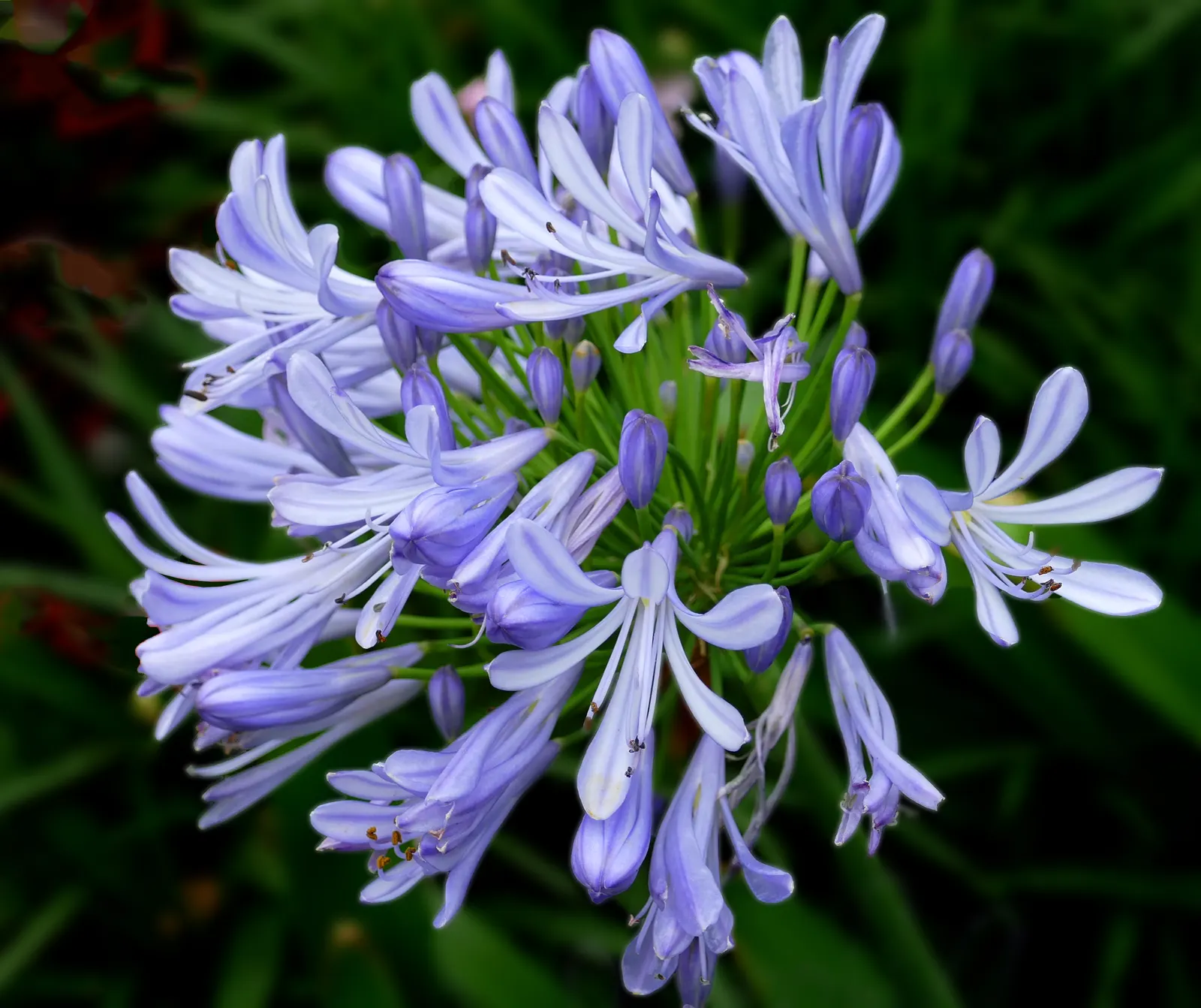 Lily Of The Nile (Agapanthus Praecox Orientalis) — thriving in full sun to partial shade