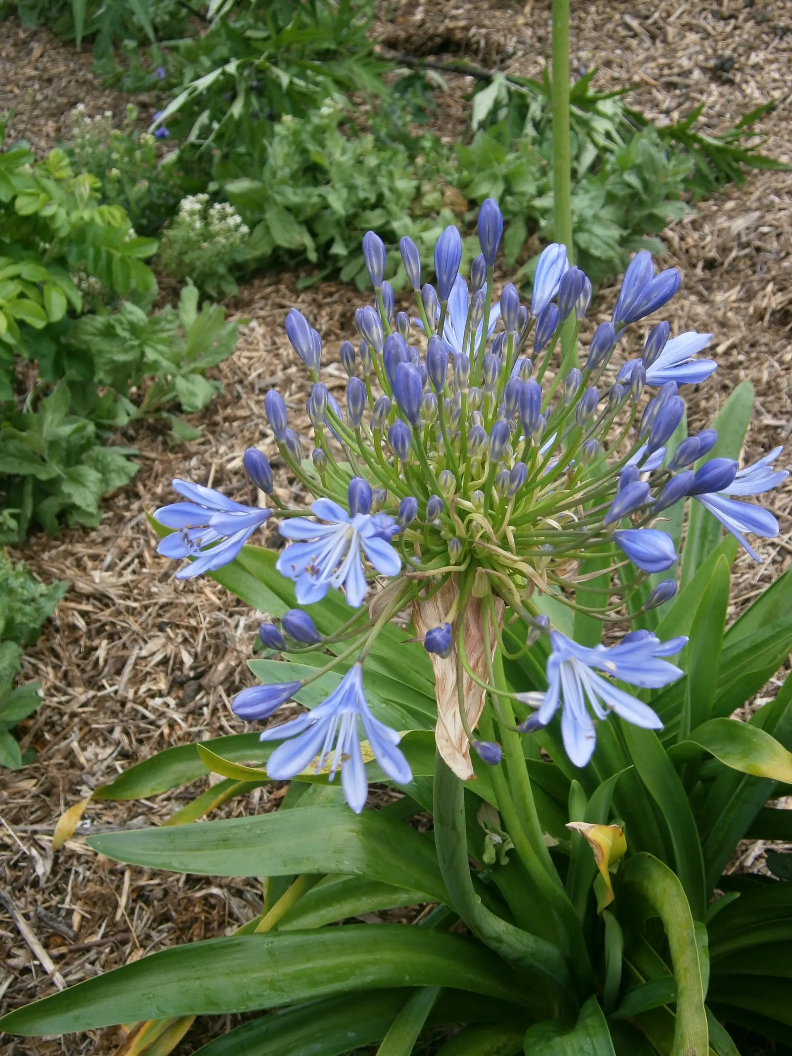 Lily Of The Nile (Agapanthus Praecox Orientalis) — where it will attract butterflies and add dramatic height; incorporate organic matter to enrich nutrient