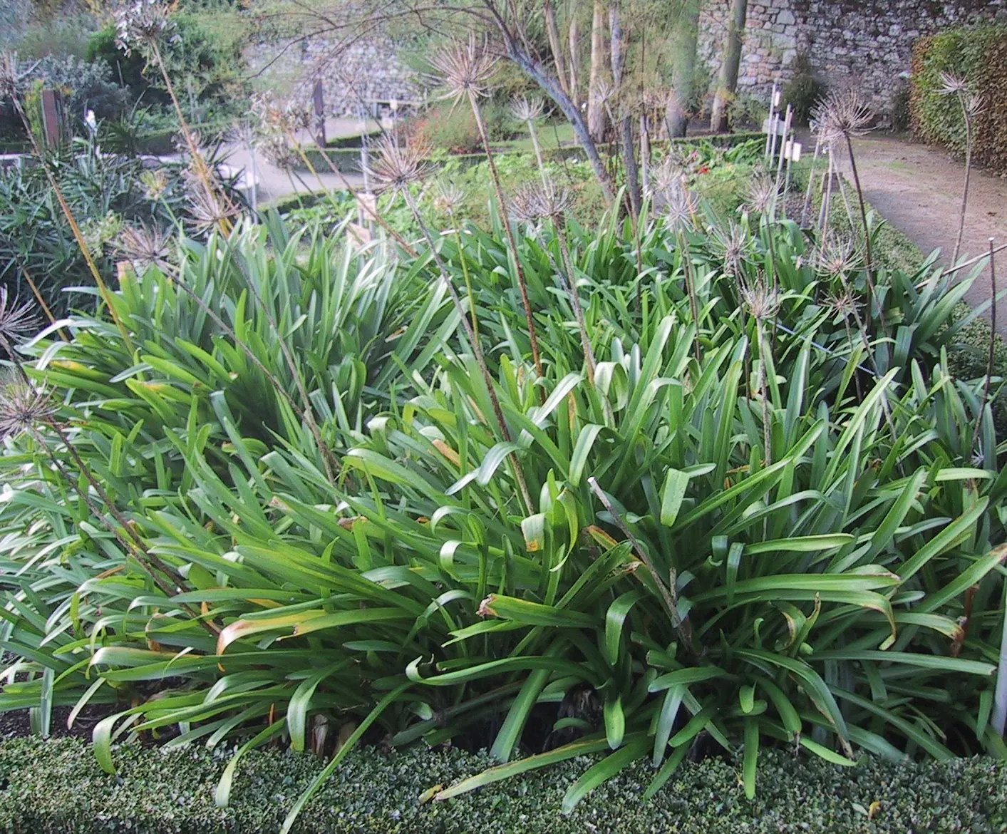 Lily Of The Nile (Agapanthus Praecox Orientalis) — ground cover / perennial with blue blooms; well-draining soil with a pH between 6.0 and 8.0, image 115