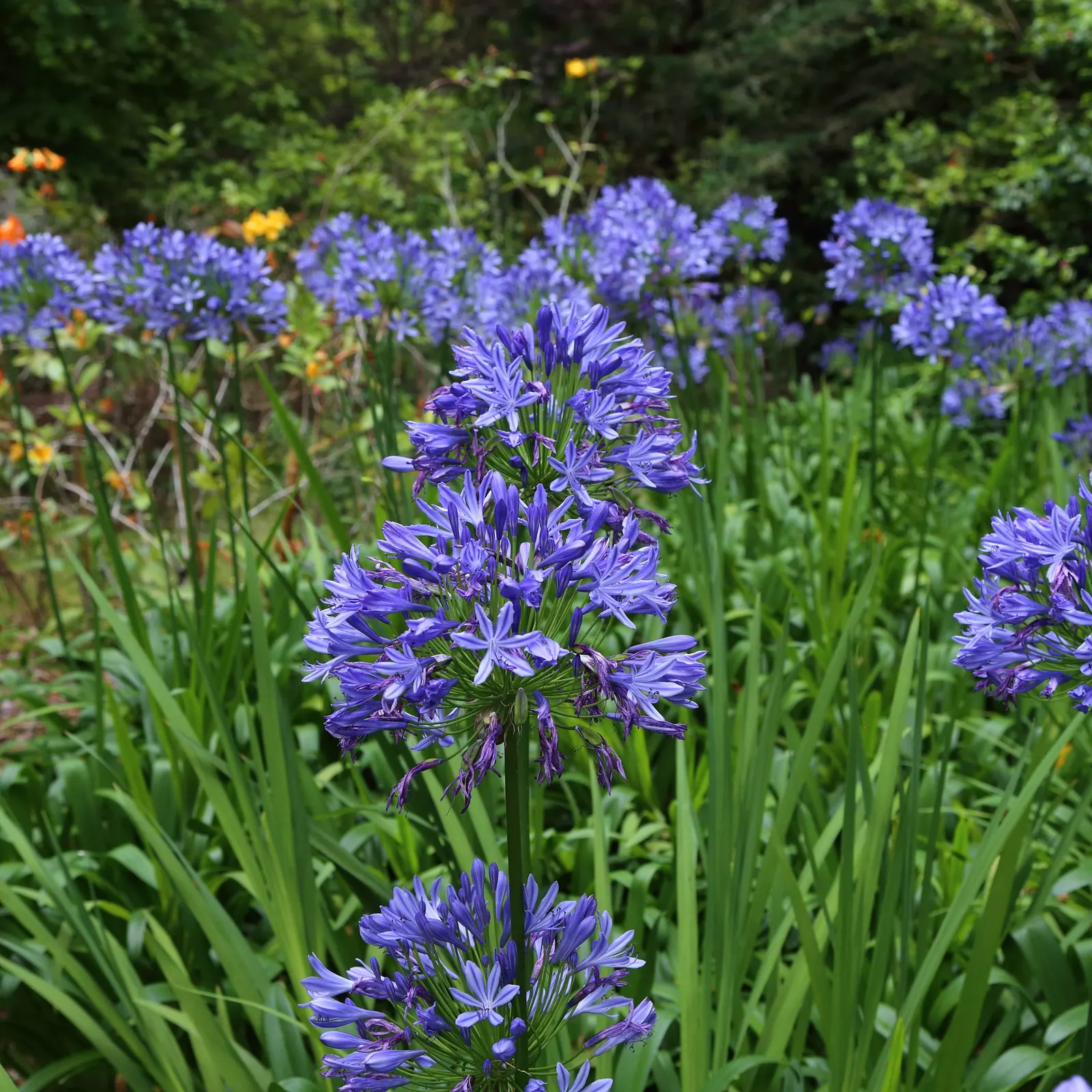 Lily Of The Nile (Agapanthus Praecox Orientalis) — ground cover / perennial for full or half; offering a piece of garden beauty indoors, image 116