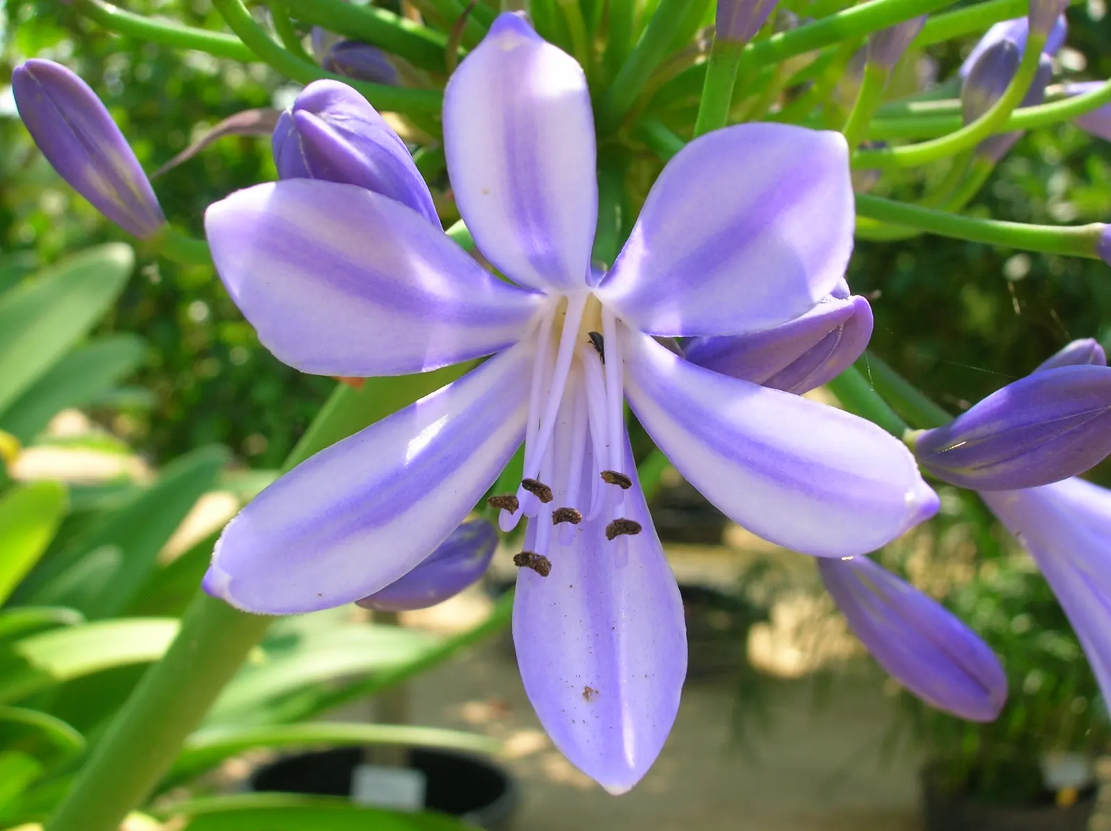 Lily Of The Nile (Agapanthus Praecox Orientalis) — blue to violet flowers on stalks reaching up to 4 feet tall; strap-shaped leaves up to 2 feet, image 63