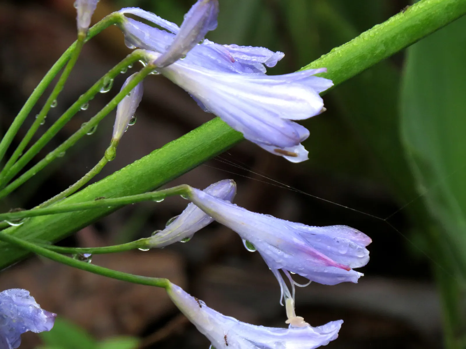 Lily Of The Nile (Agapanthus Praecox Orientalis) — blue flowers in the garden; evergreen leaves form a dense, image 114