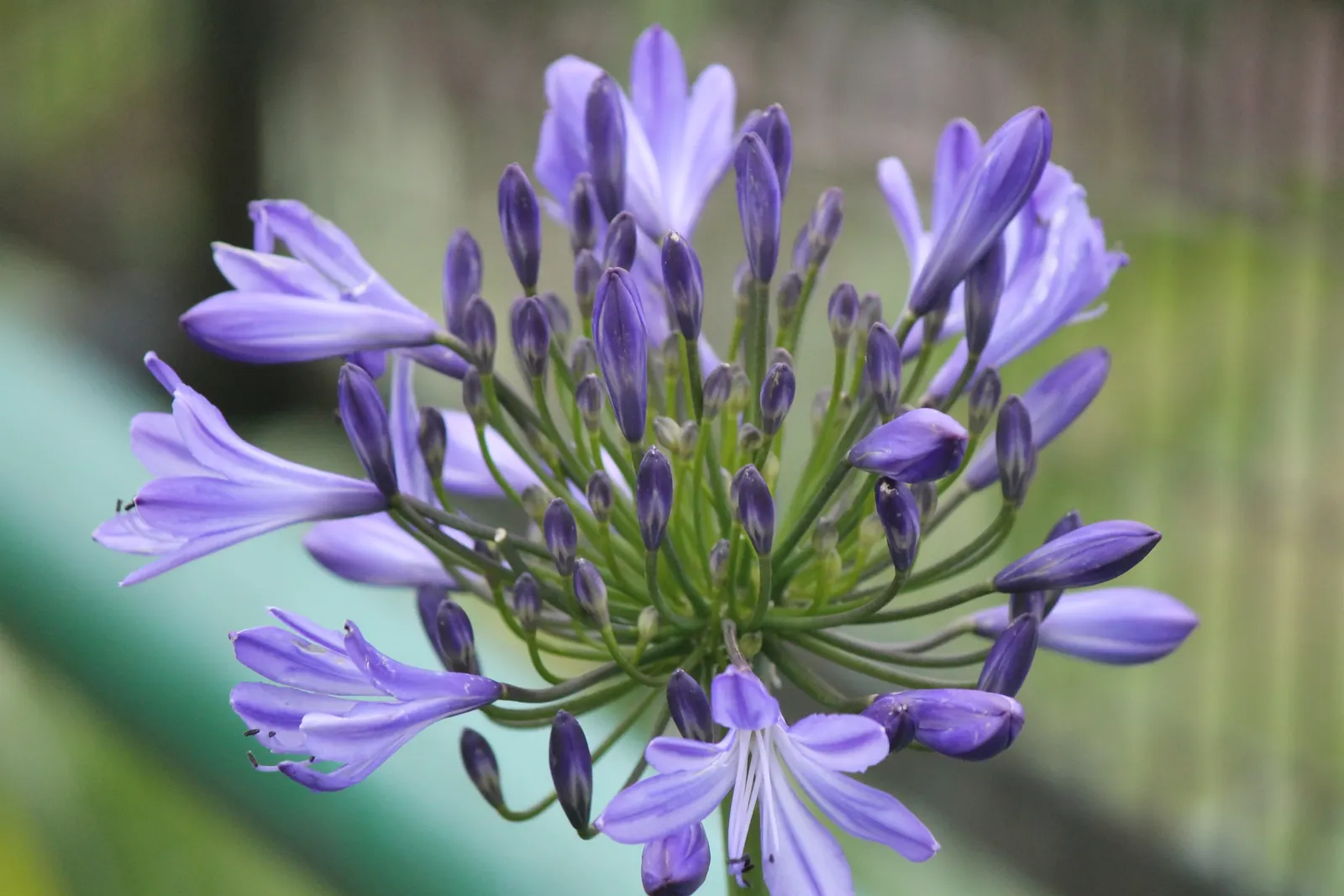 Lily Of The Nile (Agapanthus Praecox Orientalis) — Its cut flowers also make a stunning addition to floral arrangements; blue flowers in the garden, image 83