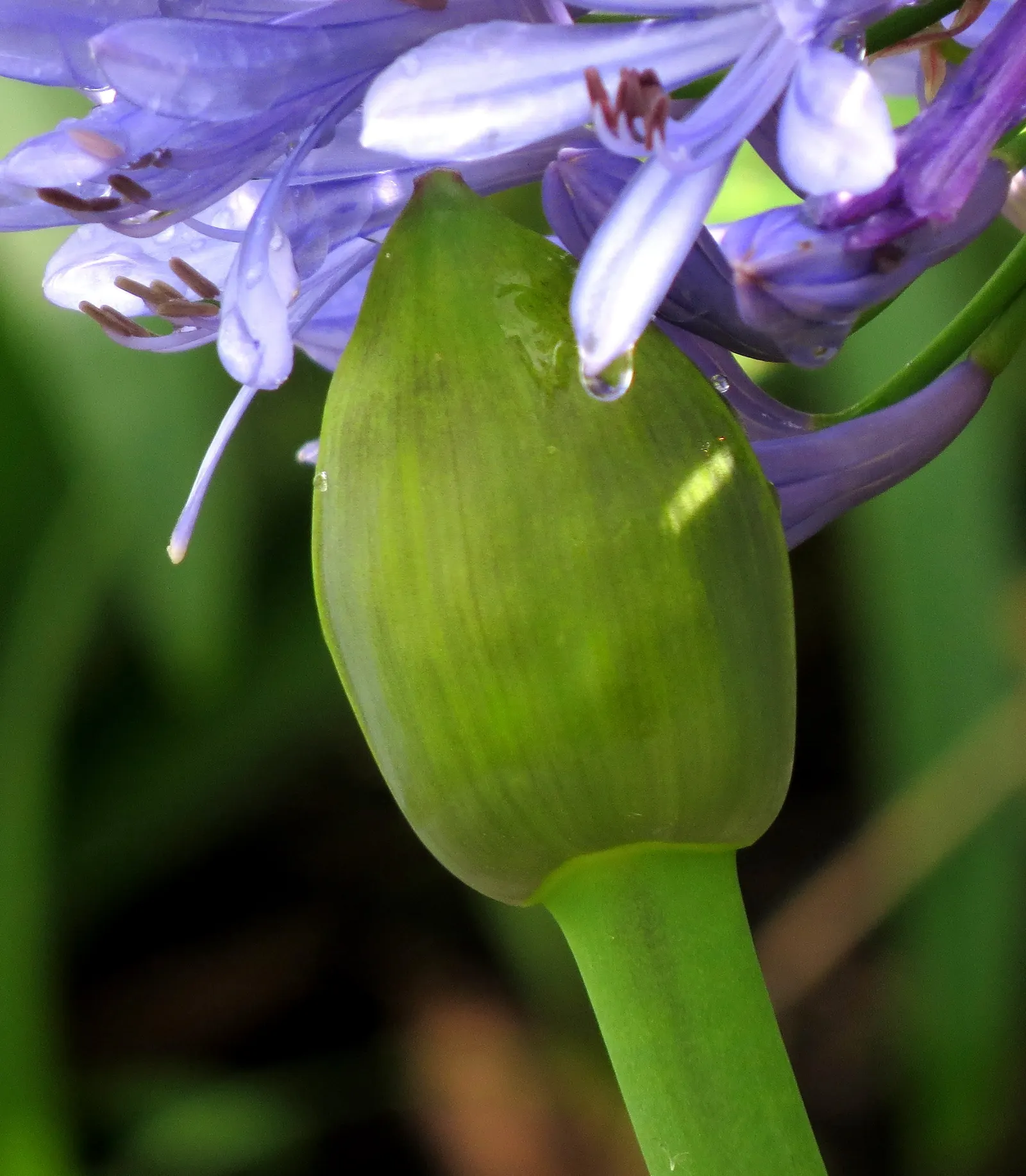 Lily Of The Nile (Agapanthus Praecox Orientalis) — offering a piece of garden beauty indoors; blue to violet flowers on stalks reaching up to 4, image 113