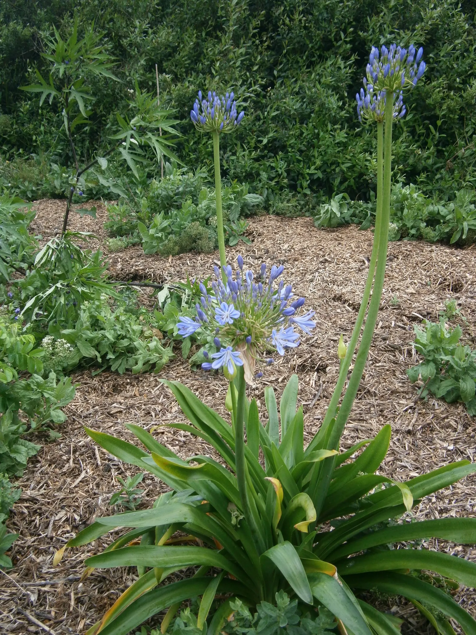 Lily Of The Nile (Agapanthus Praecox Orientalis) — is a perennial boasting lush; the Lily of the Nile should be allotted ample space in the garden, image 118