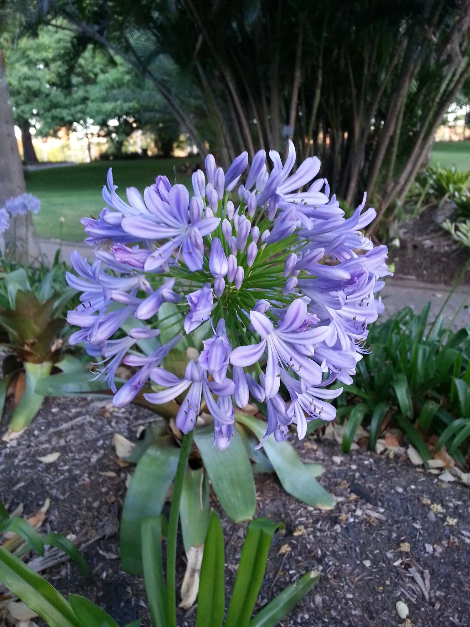 Lily Of The Nile (Agapanthus Praecox Orientalis) — ground cover / perennial with blue blooms; well-draining soil with a pH between 6.0 and 8.0