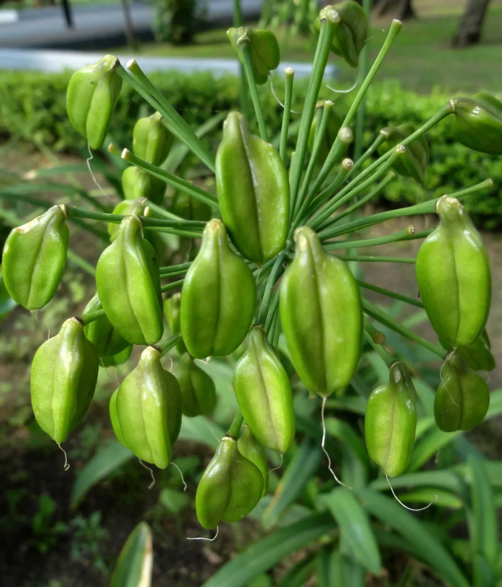 Lily Of The Nile (Agapanthus Praecox Orientalis) — Originating from South Africa