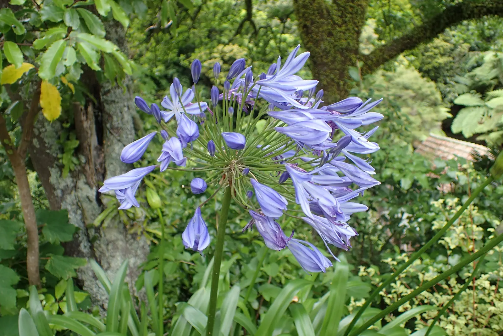 Lily Of The Nile (Agapanthus Praecox Orientalis) — It showcases globular clusters of trumpet-shaped; its cut flowers also make a stunning addition, image 62