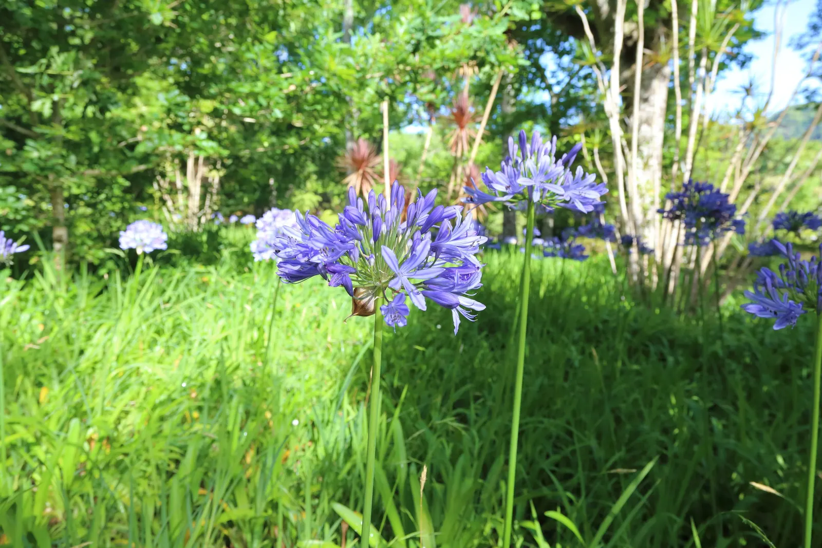 Lily Of The Nile (Agapanthus Praecox Orientalis) — is a perennial boasting lush