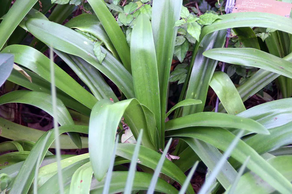 Lily Of The Nile (Agapanthus Praecox Orientalis) — evergreen leaves form a dense; flowering focal point in any garden composition, image 70