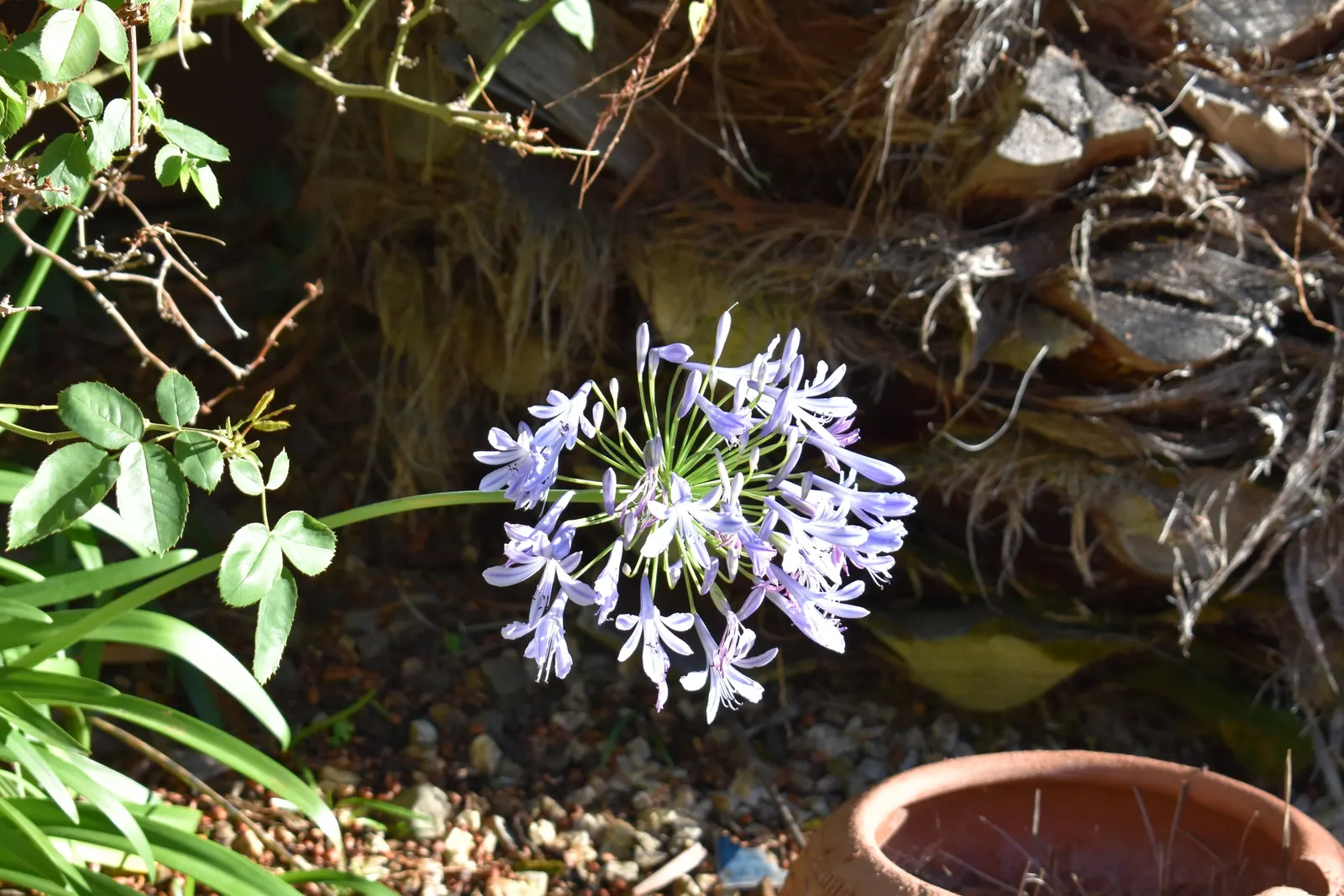 Lily Of The Nile (Agapanthus Praecox Orientalis) — strap-shaped leaves up to 2 feet long; with each stalk potentially bearing 20 to 100 individual, image 119
