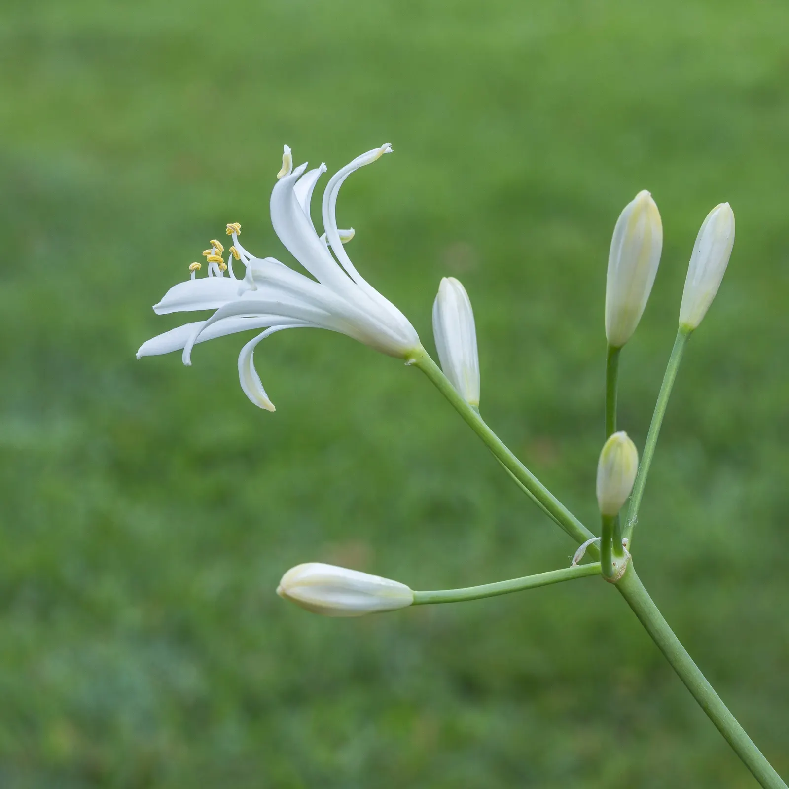 Lily Of The Nile (Agapanthus Praecox Orientalis) — where it will attract butterflies and add dramatic height; incorporate organic matter to enrich, image 82