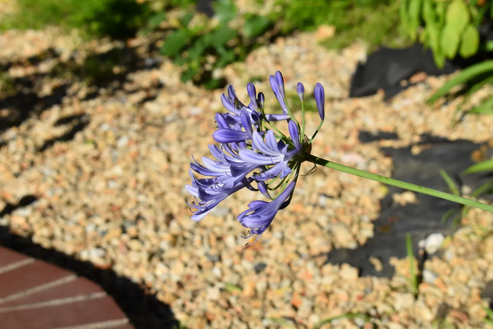 Lily Of The Nile (Agapanthus Praecox Orientalis) — Its cut flowers also make a stunning addition to floral arrangements; blue flowers in the garden, image 112