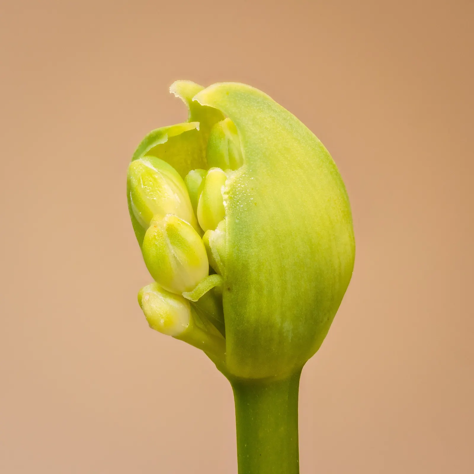 Lily Of The Nile (Agapanthus Praecox Orientalis) — blue flowers in the garden; evergreen leaves form a dense