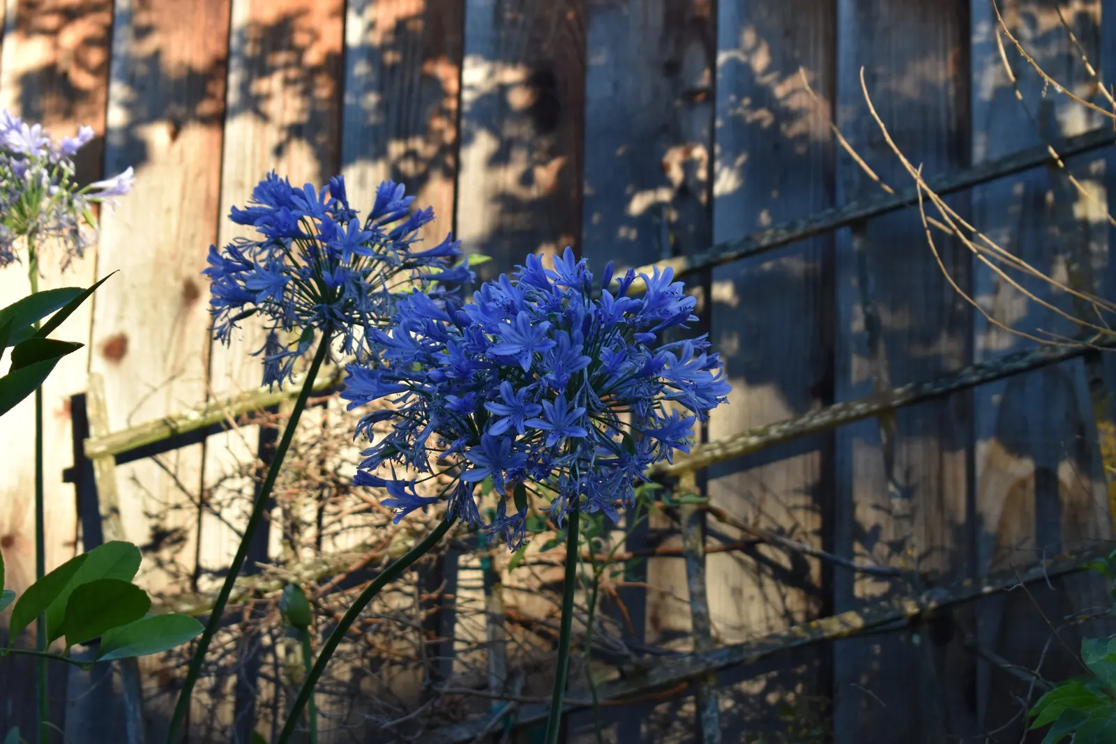 Lily Of The Nile (Agapanthus Praecox Orientalis) — evergreen leaves form a dense; flowering focal point in any garden composition, image 99