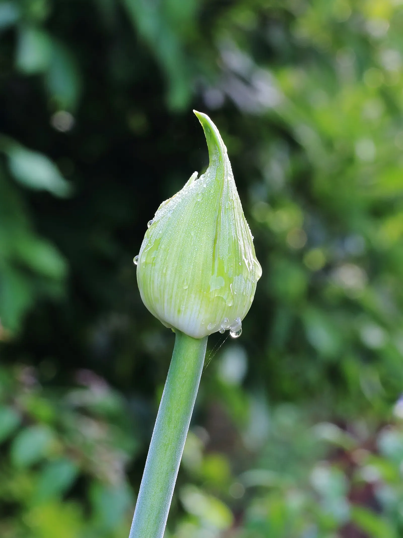Lily Of The Nile (Agapanthus Praecox Orientalis) — Originating from South Africa; is an eye-catching perennial that brings a touch of exotic, image 68