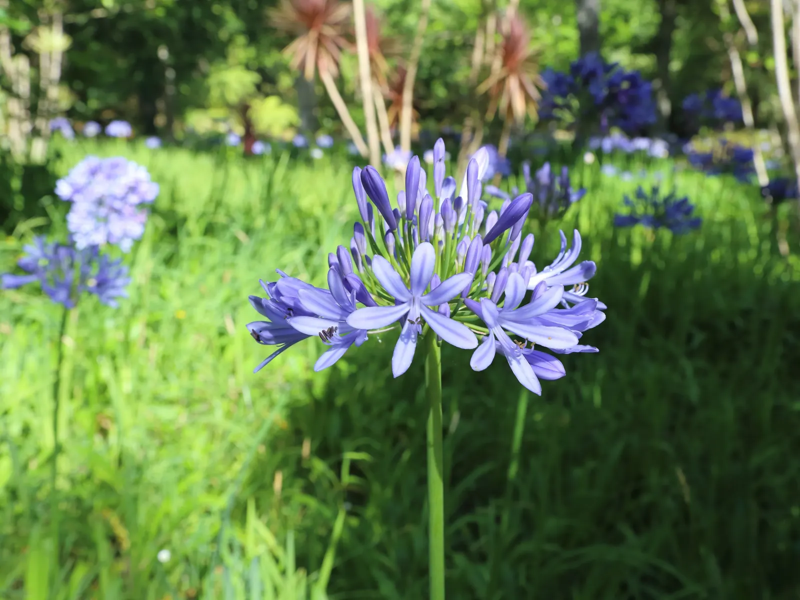 Lily Of The Nile (Agapanthus Praecox Orientalis) — lush clump that adds texture and greenery year-round.<br><br>Come summertime; commonly known as, image 100