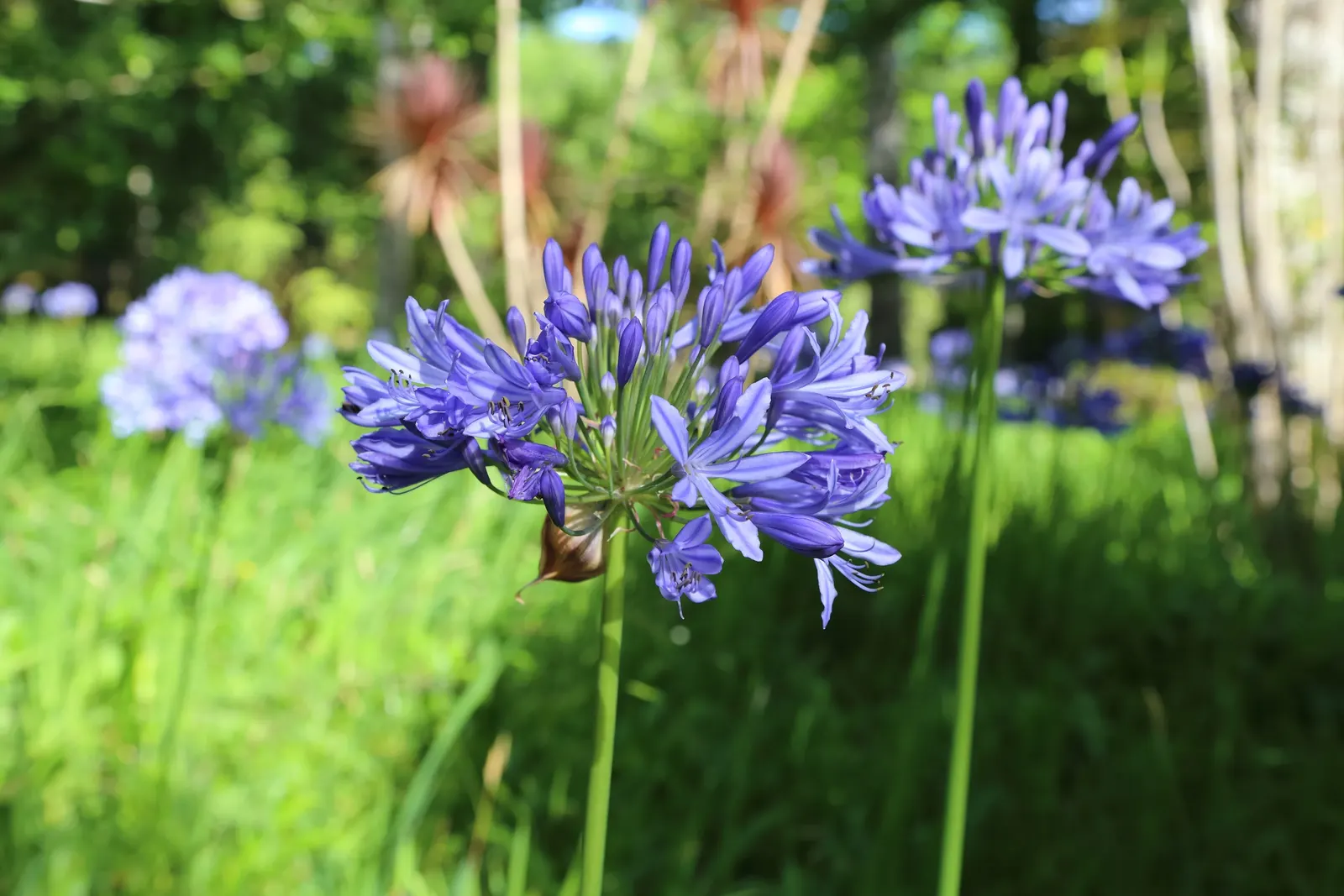 Lily Of The Nile (Agapanthus Praecox Orientalis) — strap-shaped leaves up to 2 feet long