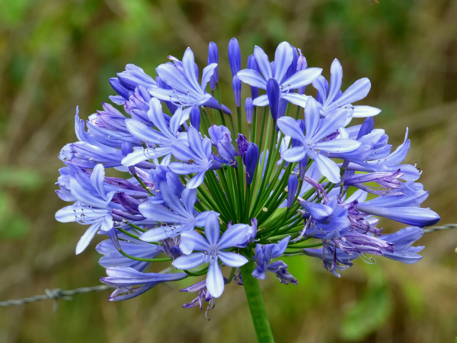 Lily Of The Nile (Agapanthus Praecox Orientalis) — Ideal for borders and container planting
