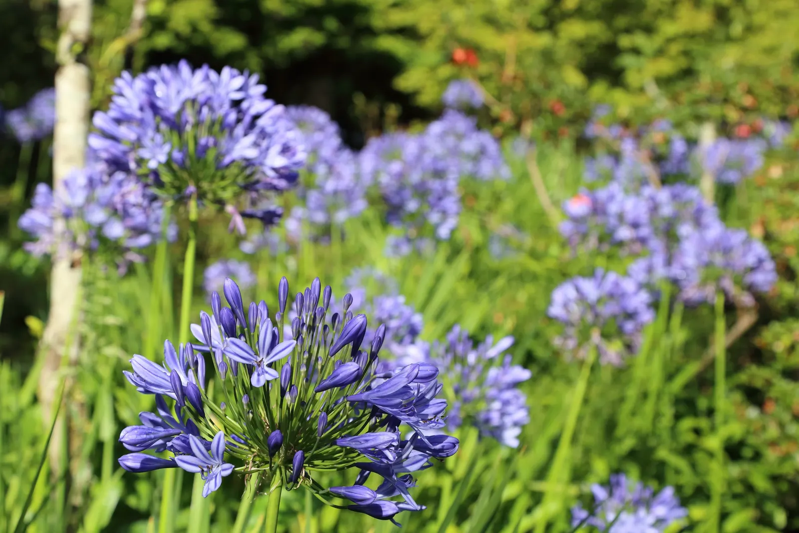 Lily Of The Nile (Agapanthus Praecox Orientalis) — lush clump that adds texture and greenery year-round.<br><br>Come summertime