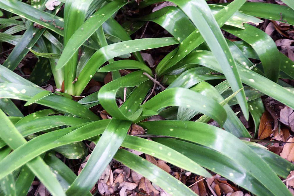 Lily Of The Nile (Agapanthus Praecox Orientalis) — Hardy in Zones 8-10, this plant demands well-drained soil and moderate water, with reduced, image 65