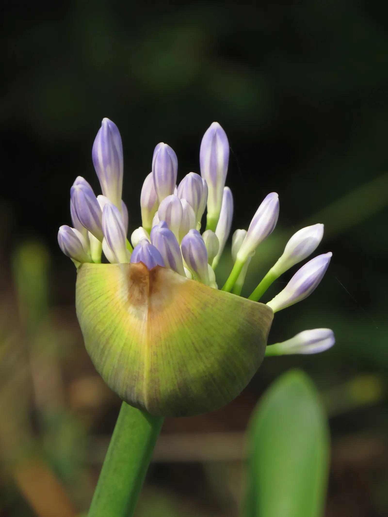 Lily Of The Nile (Agapanthus Praecox Orientalis) — is an eye-catching perennial that brings a touch of exotic elegance to any landscape