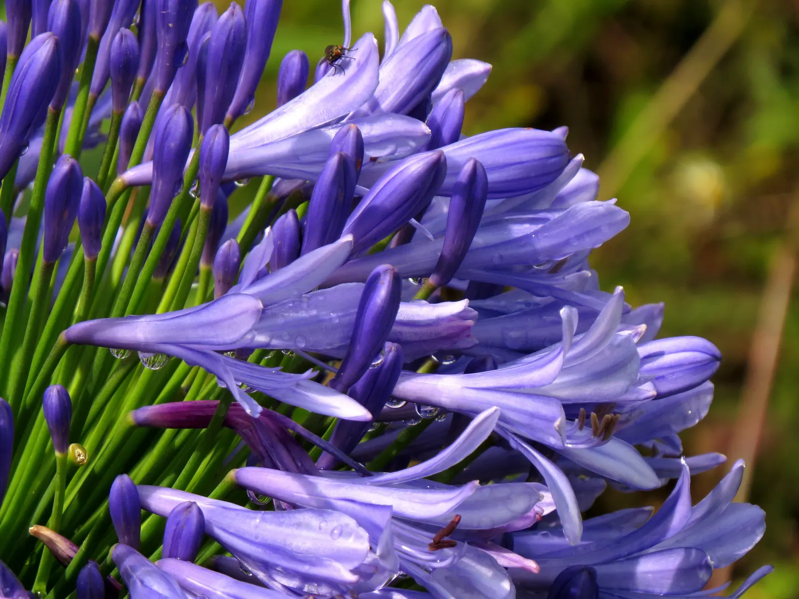Lily Of The Nile (Agapanthus Praecox Orientalis) — where it will attract butterflies and add dramatic height; incorporate organic matter to enrich, image 111