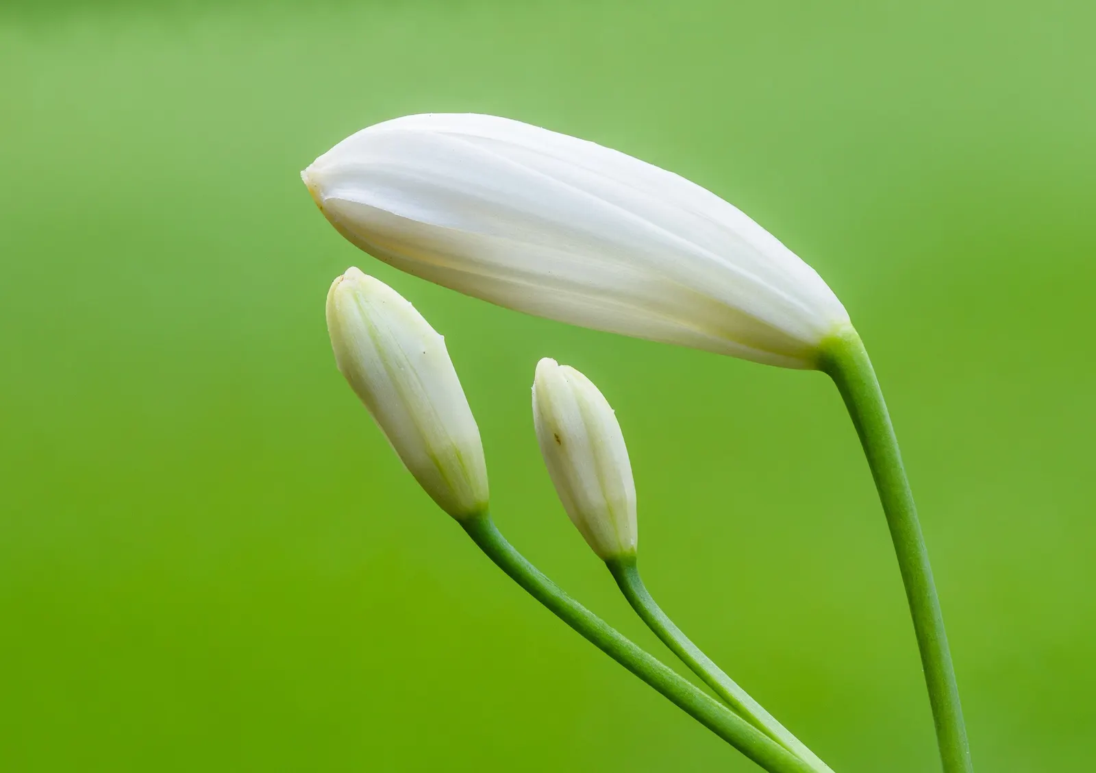 Lily Of The Nile (Agapanthus Praecox Orientalis) — offering a piece of garden beauty indoors; blue to violet flowers on stalks reaching up to 4, image 84